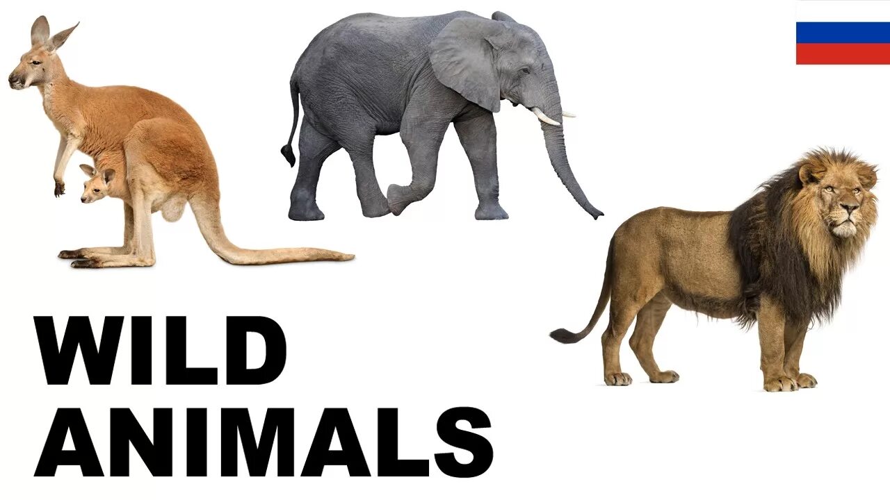 Английский язык wild animals. Дикие животные на английском. дикие животные на англ для детей. картинки диких животных на английском языке. wild animals на английском.