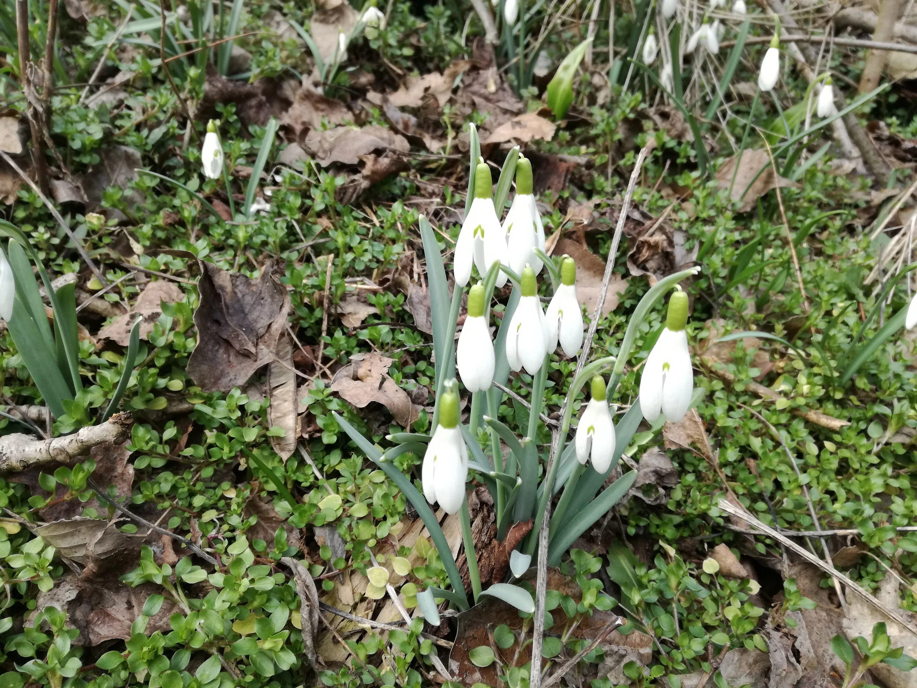 первоцветы (подснежники, крокусы, гиацинты). эфемероиды пролеска. первые лесные цветы весны. первые лесные цветы весны. весенние первоцветы в лесу.