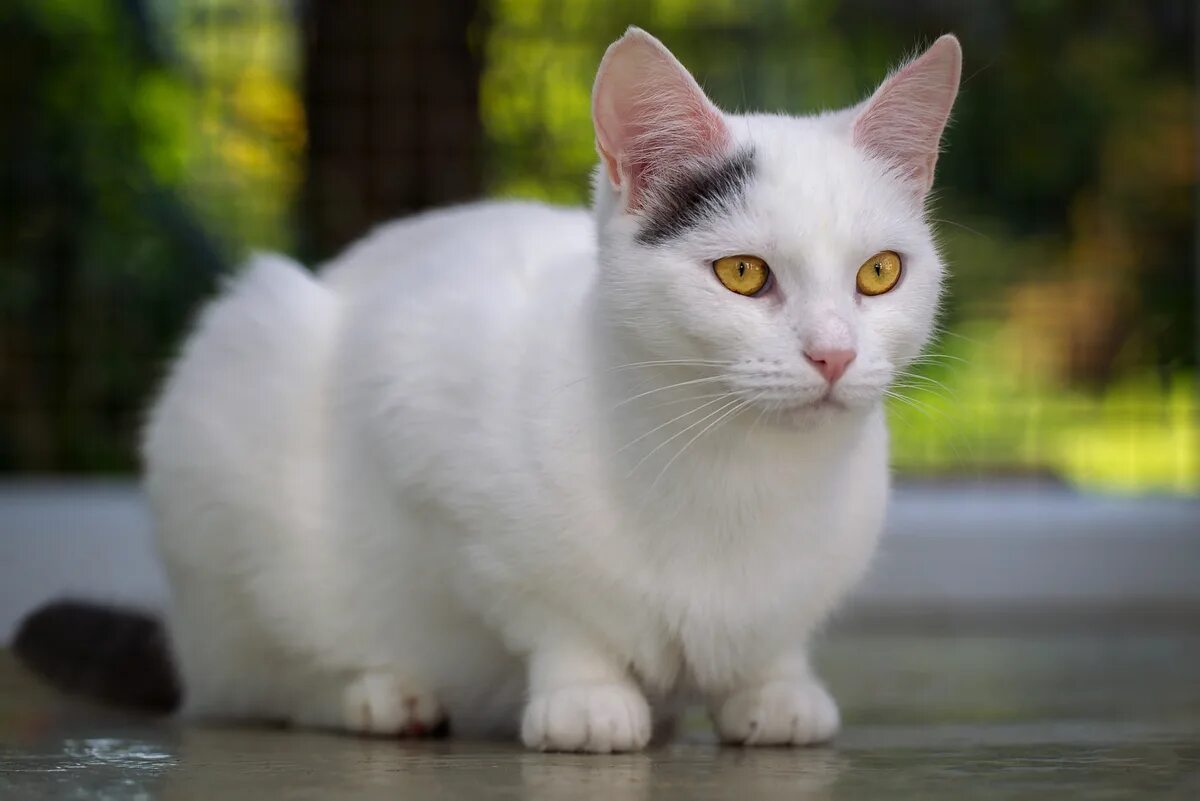 Как называется белая порода кошек. Анатолийская турецкая короткошерстная. Турецкая ангора короткошерстная. Анатолийская кошка белая. Турецкая ангорская кошка короткошерстная.