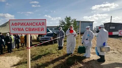 Африканская чума симптомы