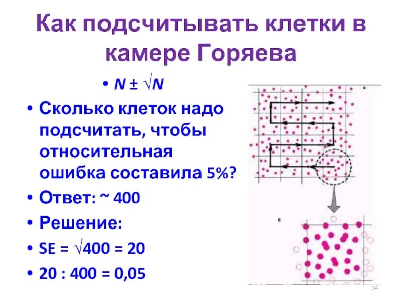 Сколько клеток входит