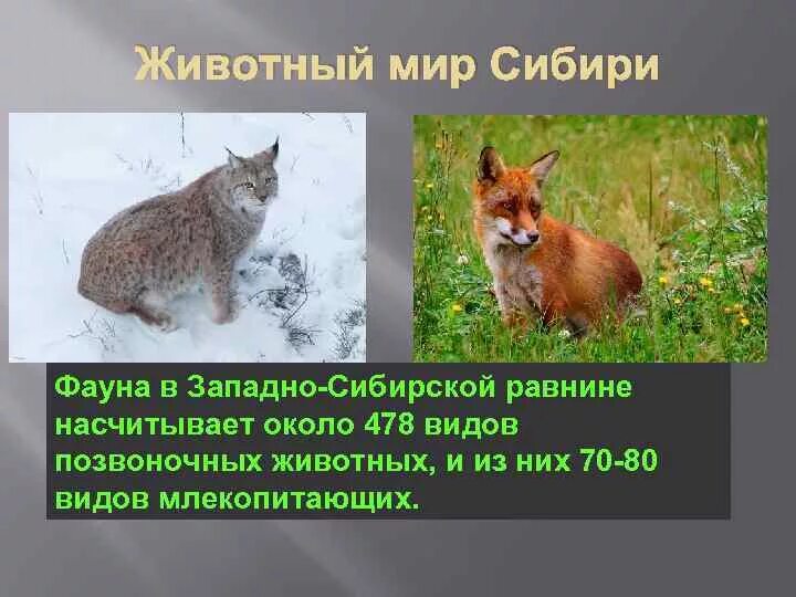 Промысловые животные сибири. Национальный парк сарек швеция. Западно сибирская равнина животныйтмир. Животный мир западной сибири. Лесостепи в восточно-европейской.