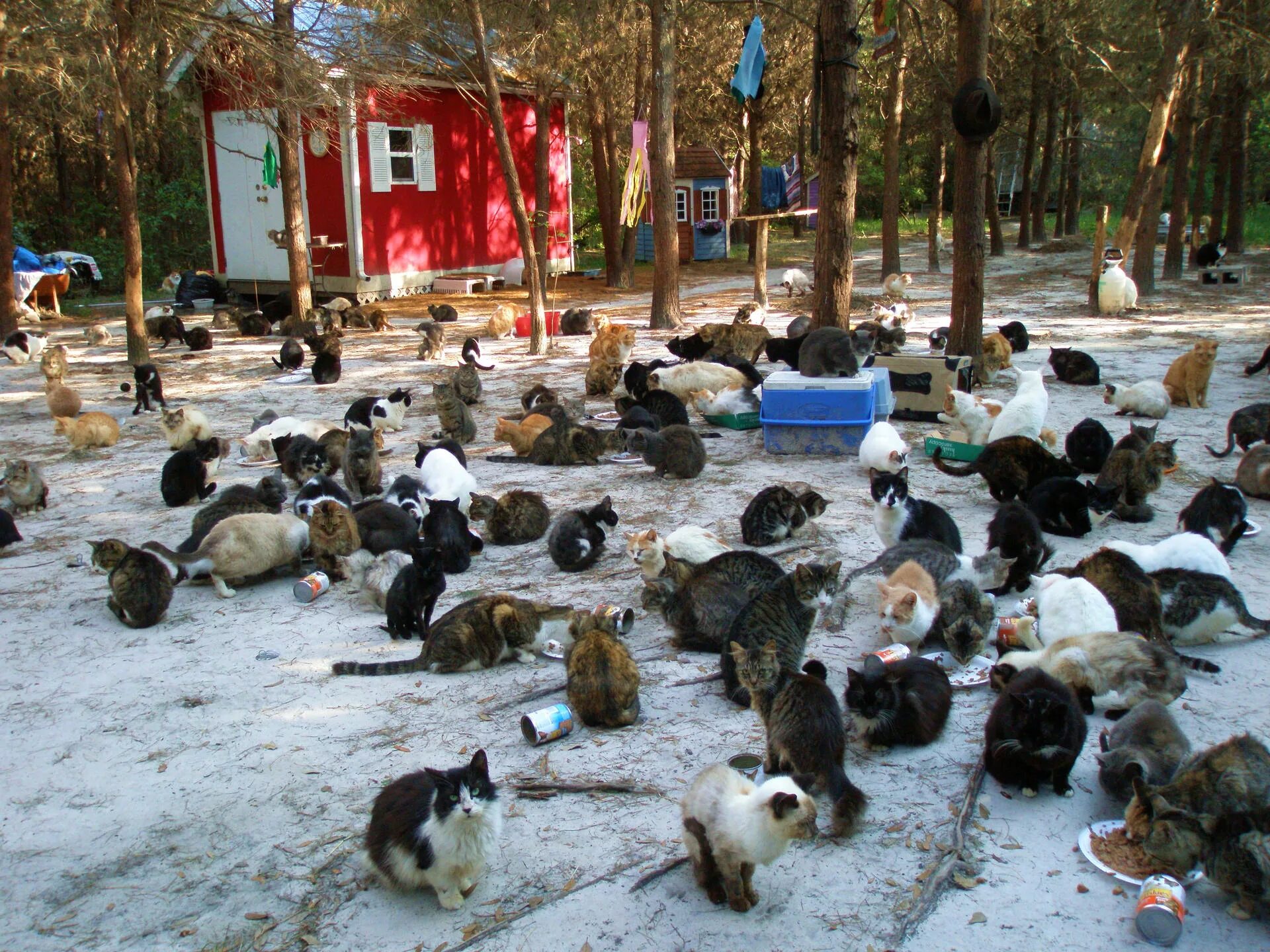 Много бездомных животных. Приют для бездомных кошек. кошачий приют. кошачий приют в америке. питомник для бездомных кошек.