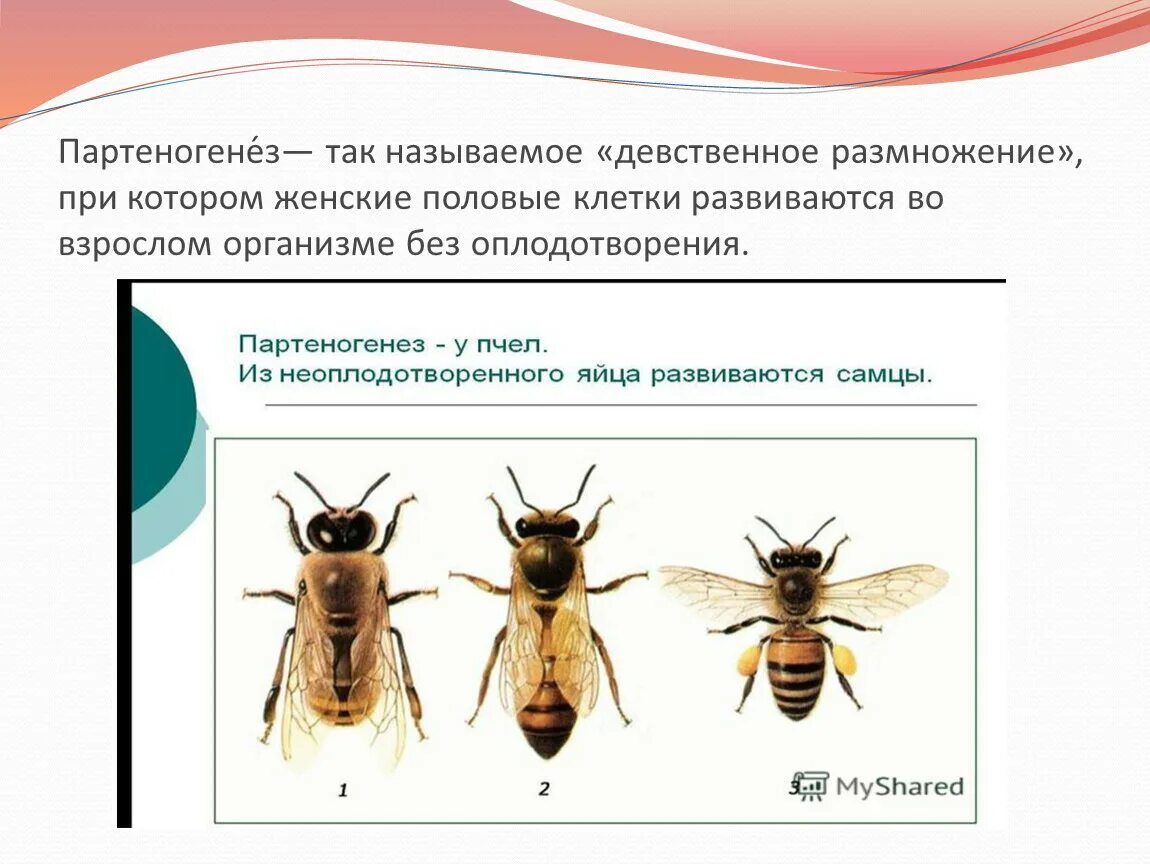 Размножается партеногенетически. Партеногенез. Партеногенетическое размножение. Половое размножение партеногенез. Оплодотворение партеногенез.