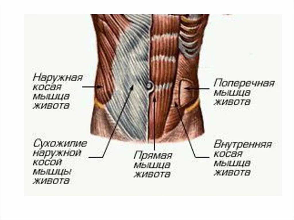 Передняя прямая мышца живота. Мышцы брюшного пресса анатомия. Поперечная и внутренняя косая мышца живота. Внешние косые мышцы живота. Наружная косая мышца живота.