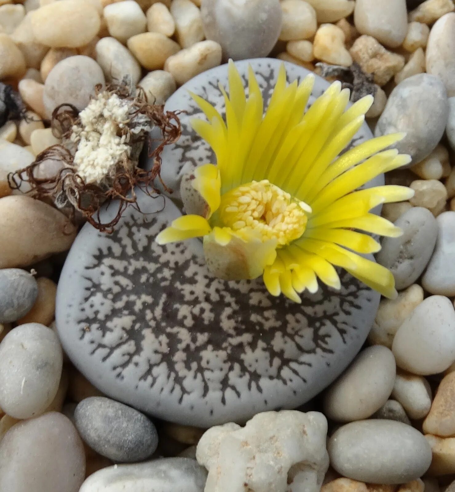 Литопс Лесли. Lithops lesliei. Литопс Лесли Lithops lesliei. Литопс lesliei Albinica.