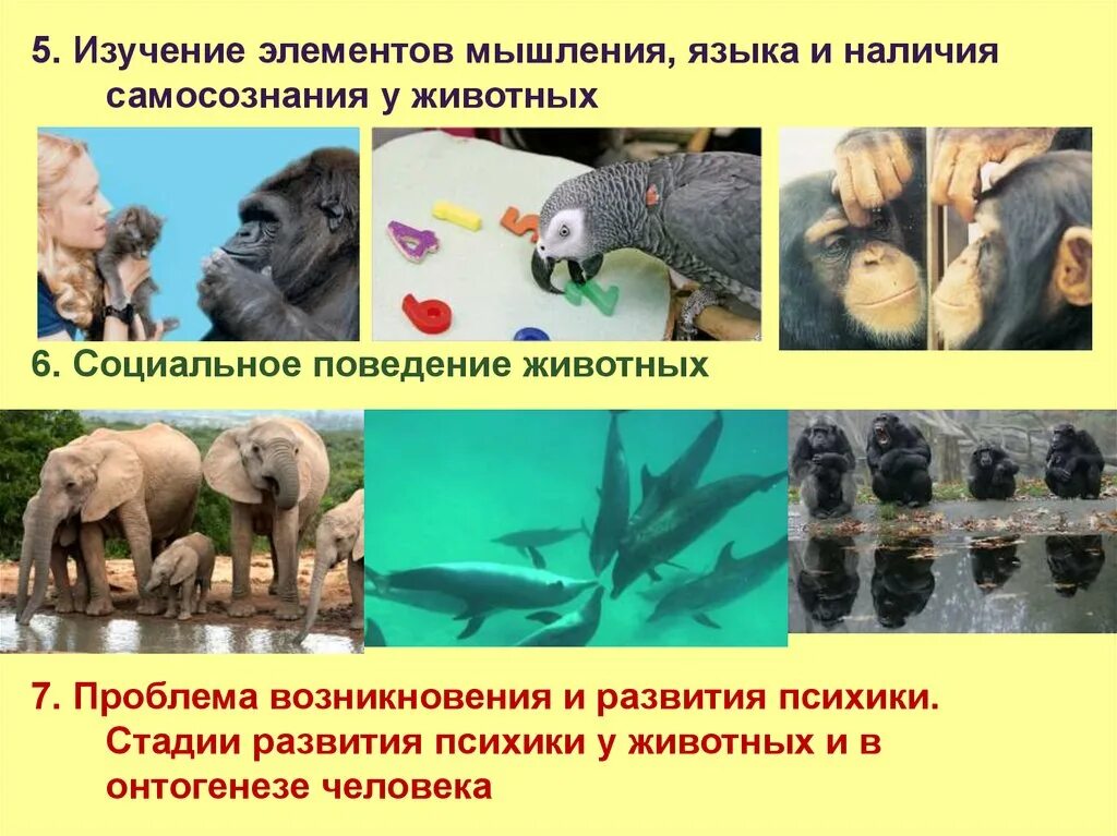 Если у животных встречаются разнообразные. Изучение поведения животных. у животных есть мышление. поведение животных в психике. самосознание у животных.