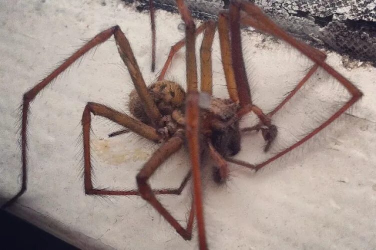 Мизгирь паук. Как выглядят настоящие пауки. Техасский паук argiope. Паучок настоящий. Птицеед голиаф.