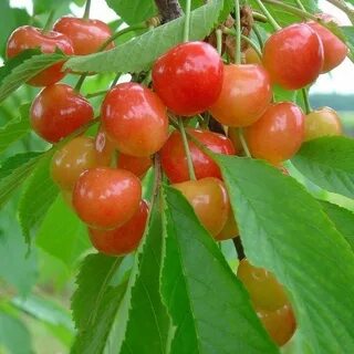 Брянские сорта вишни