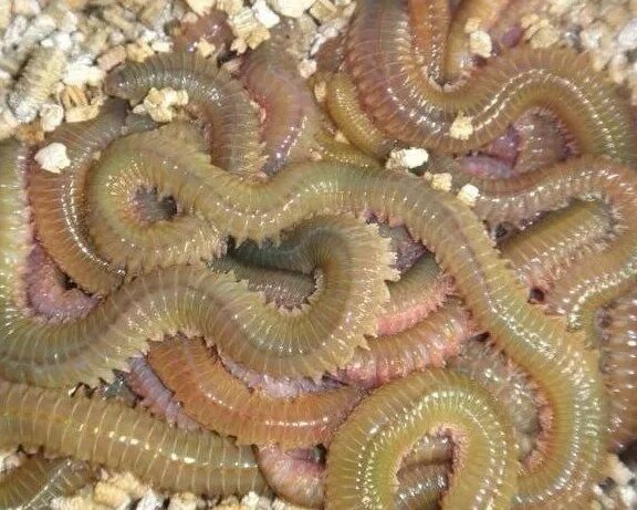морской лиманский червь. нереис морской червь для рыбалки. лиманный червь. нереис морской червь для рыбалки. нереис белое море червь.