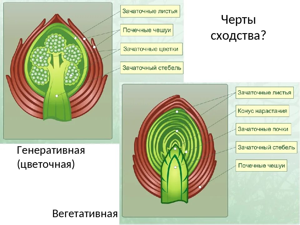 Орган генеративной почки. Строение почки 6 класс. Строение почки 6 класс биология лабораторная. Строение почек растений 6 класс биология. Вегетативная почка это в биологии 6 класс.