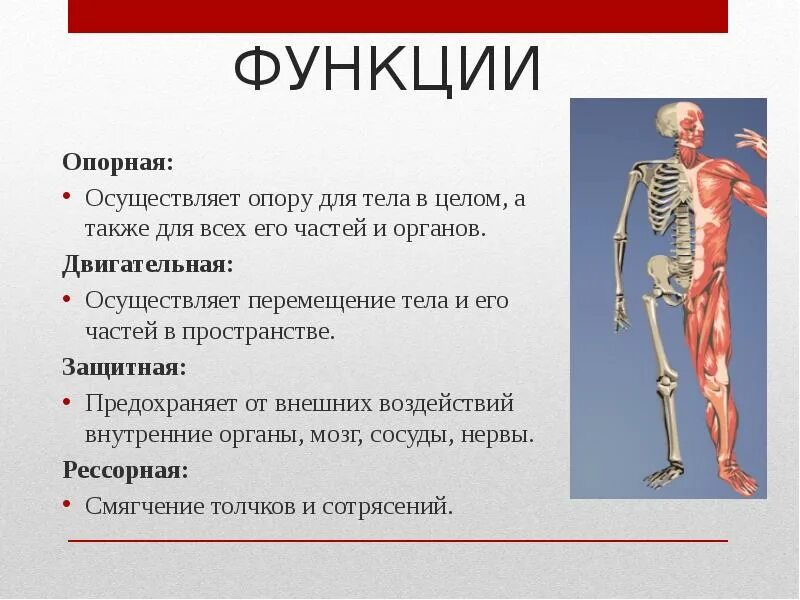 Опорно двигательная система какие функции. Функции опорно-двигательного аппарата человека. Каково строение опорно двигательной системы человека. Опорно-двигательный аппарат презентация. Определите функции опорно-двигательного аппарата..