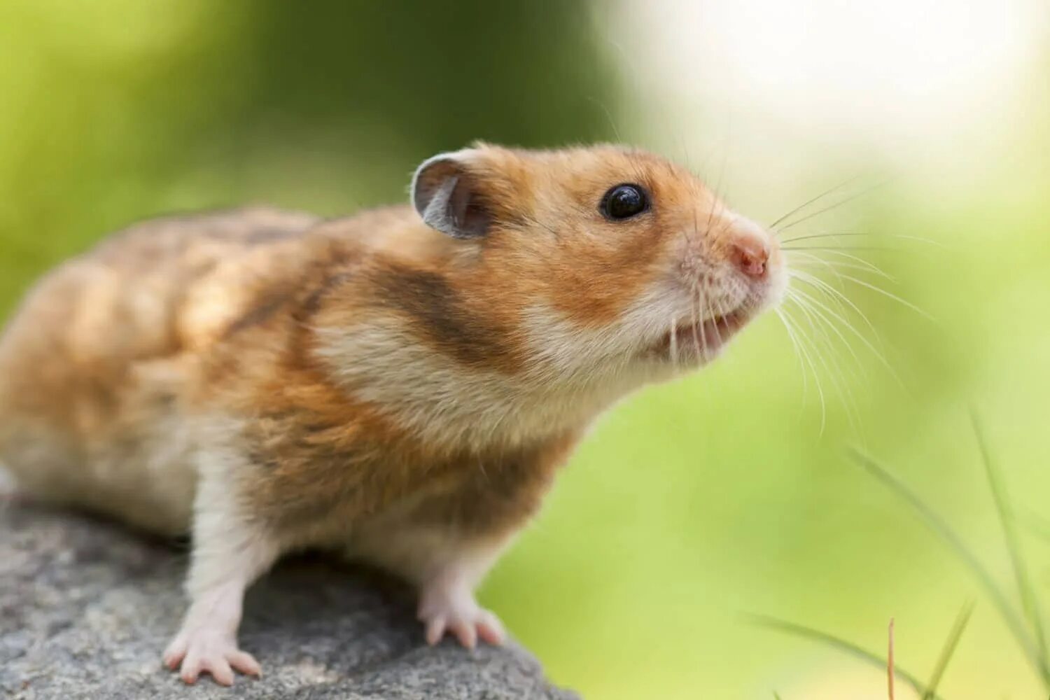 кроты хомяки песня. хамстер 24 июня. джунгарский хомячок. сирийский хомячок. джинджурики хомячки.