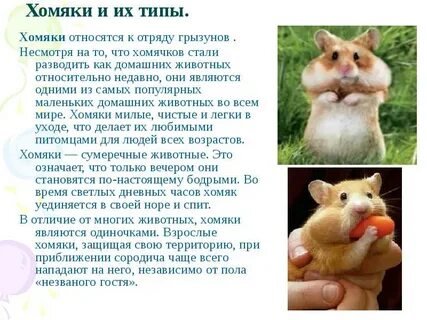 Рассказ про хомяка 1 класс