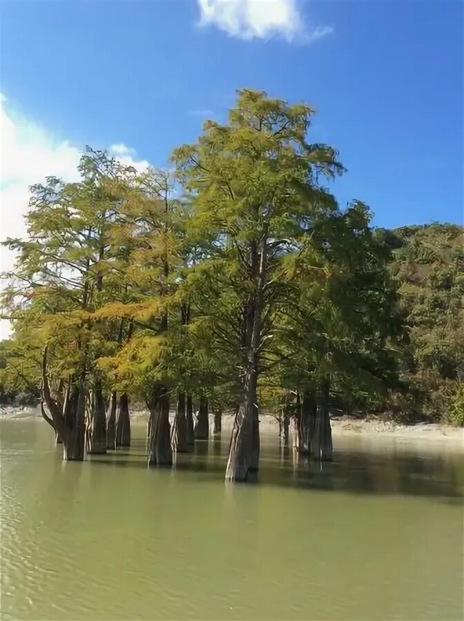 Вино кипарисовая роща. Сукко можжевеловая роща кипарисовое озеро. Кипарисовое озеро сукко. Вино кипарисовая роща. Вино кипарисовая роща.