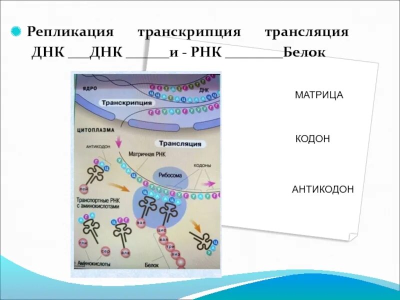 Реакции матричного синтеза репликация транскрипция трансляция. Биосинтез белка репликация транскрипция трансляция. Репликация транскрипция трансляция таблица. Репликацию, транскрипцию и трансляцию генетической информации..