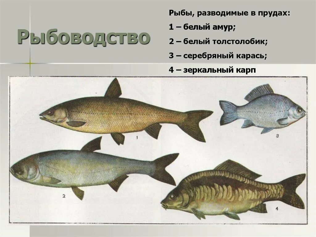 Породы разводимых рыб. Рыбы которые разводят в прудах. Рыбоводство породы рыб. Прудовые рыбы названия. Белый Амур и толстолобик.