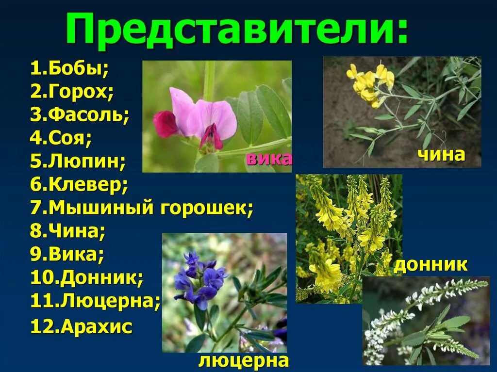 10 примеров растений