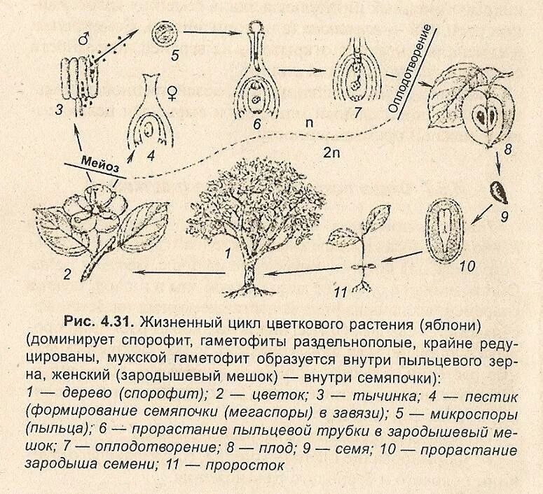 Цикл развития цветкового растения яблоня. Цикл развития цветкового растения на примере яблони. Жизненный цикл цветковых растений схема. Цикл размножения покрытосеменных растений.