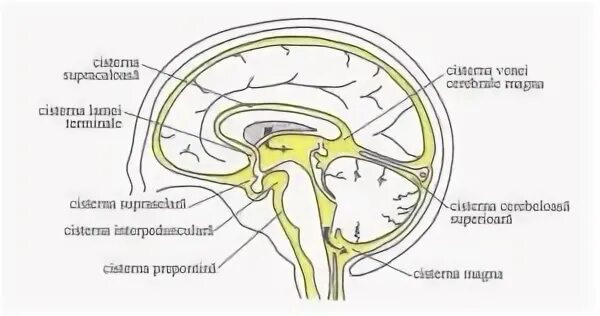 Цистерны мозга расширены. Подпаутинные цистерны головного мозга. Цистерны подпаутинного пространства. Базальная цистерна мозга кт. Цистерны головного мозга схема.