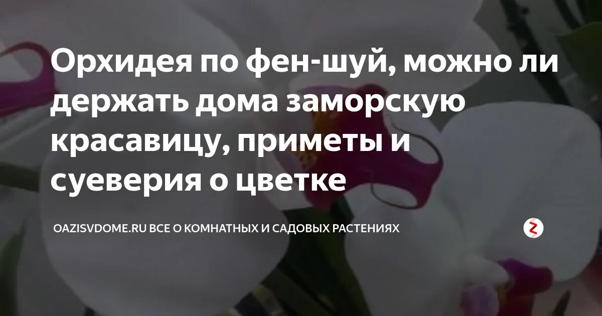 Орхидея приметы. Орхидеи суеверия. орхидея в доме приметы и суеверия. фаленопсис приметы и суеверия. орхидея дома приметы.