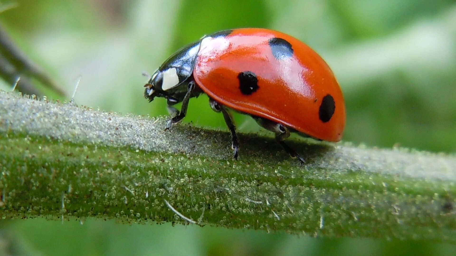 Залетают божьи коровки. Божья коровка насекомое. Ladybug Божья коровка. Божья коровка сбоку. Букашки Божья коровка.