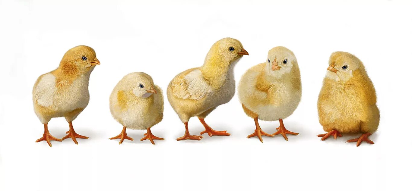 Кура 5 6. Цыплята. Цыпленок на белом фоне. Цыпленок на прозрачном фоне. Пять цыплят.