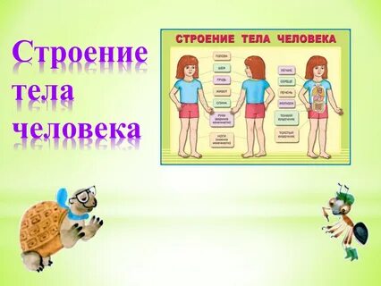 Строение туловища человека