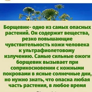 Борщевик сосновского чем опасен для человека