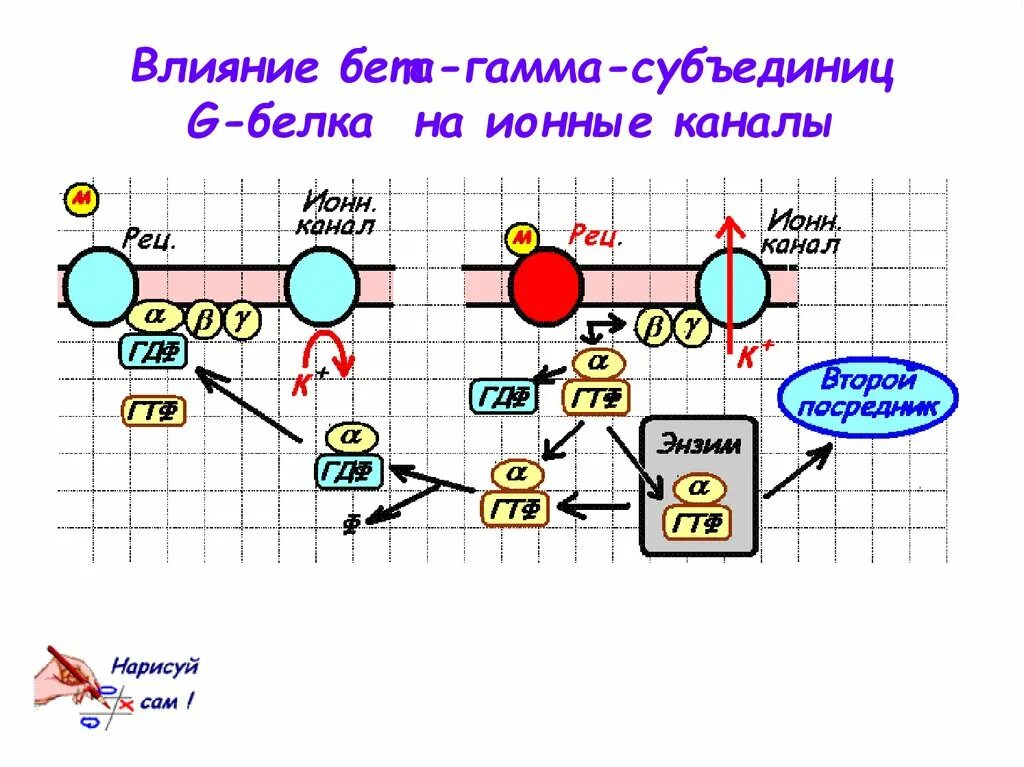Субъединицы белков. Рибосома состоит из двух субъединиц. G белки строение. G белок механизм. Четвертичная структура белка протомеры.