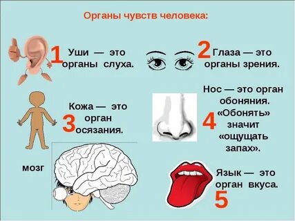 Где находится орган чувств