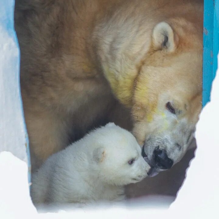 У белой медведицы родился медвежонок она назвала. Новорожденный белый медведь. У белой медведицы родился медвежонок. У белой медведицы родился медвежонок она. Рождение белого медведя.