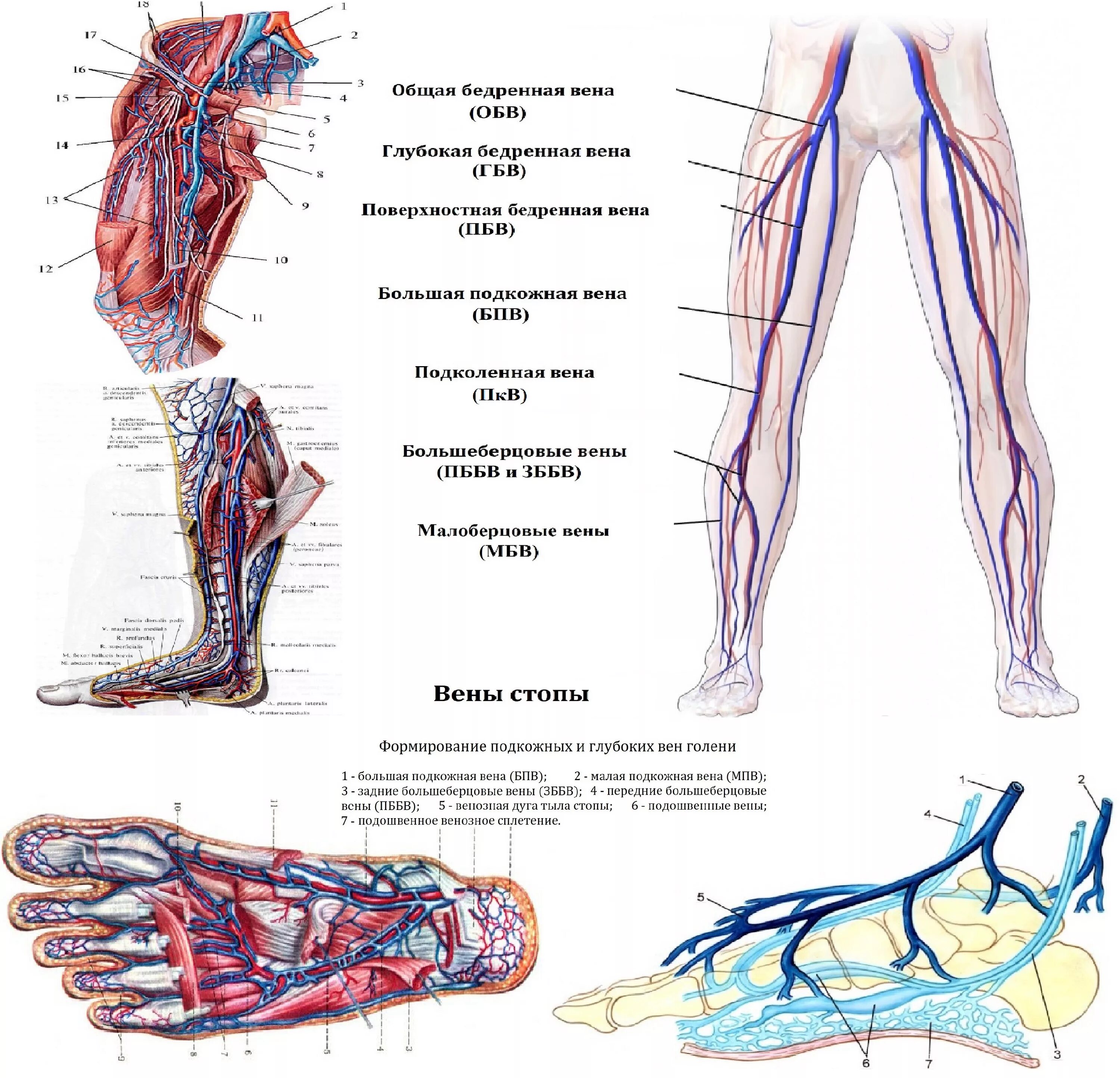 Анатомия сосудов нижних конечностей человека. Анатомия сосудов вен нижних конечностей. Задние большеберцовые вены анатомия. Артерии нижней конечности бедренная