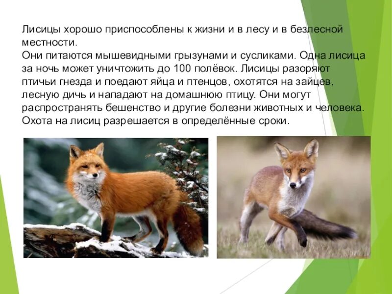 Три характеристики экологического описания лисы. Презентация на тему лиса. Лиса описание. Доклад о лисе. Три характеристики экологического описания лисы.