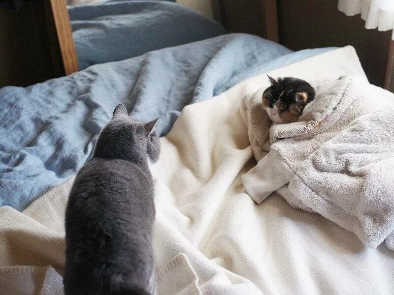 Почему кот прячется. Котик под одеялом. кот из под одеяла. котик завернутый в одеяло. котик в кровати.