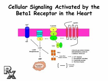 Cellular signaling