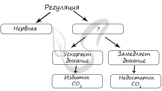 Рассмотрите предложенную схему регуляции дыхания. Рассмотрите предложенную схему регуляции. Схема регуляции дыхания 8 класс биология.