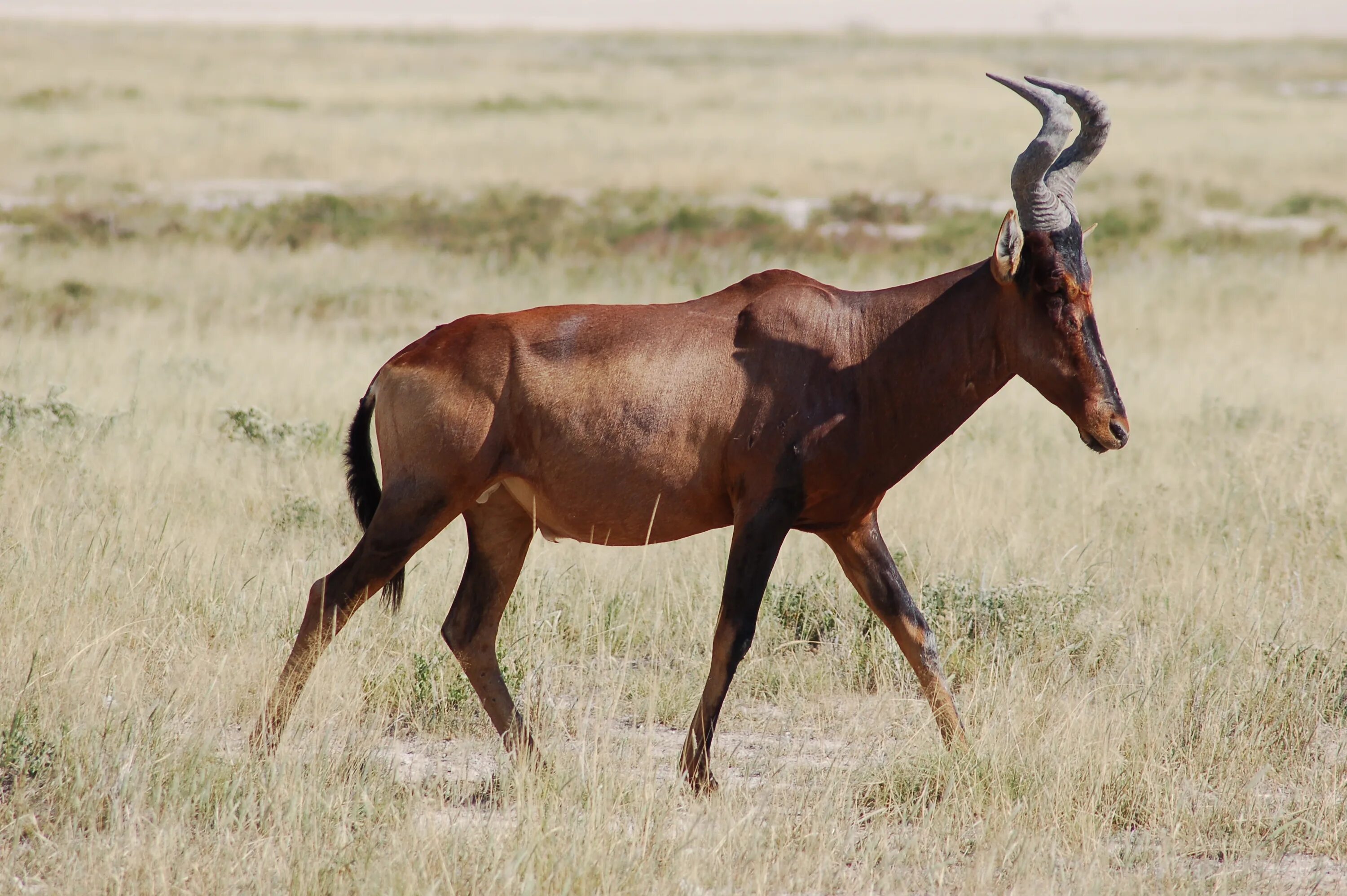 Hartebeest yaelokre текст