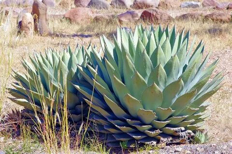 Agave