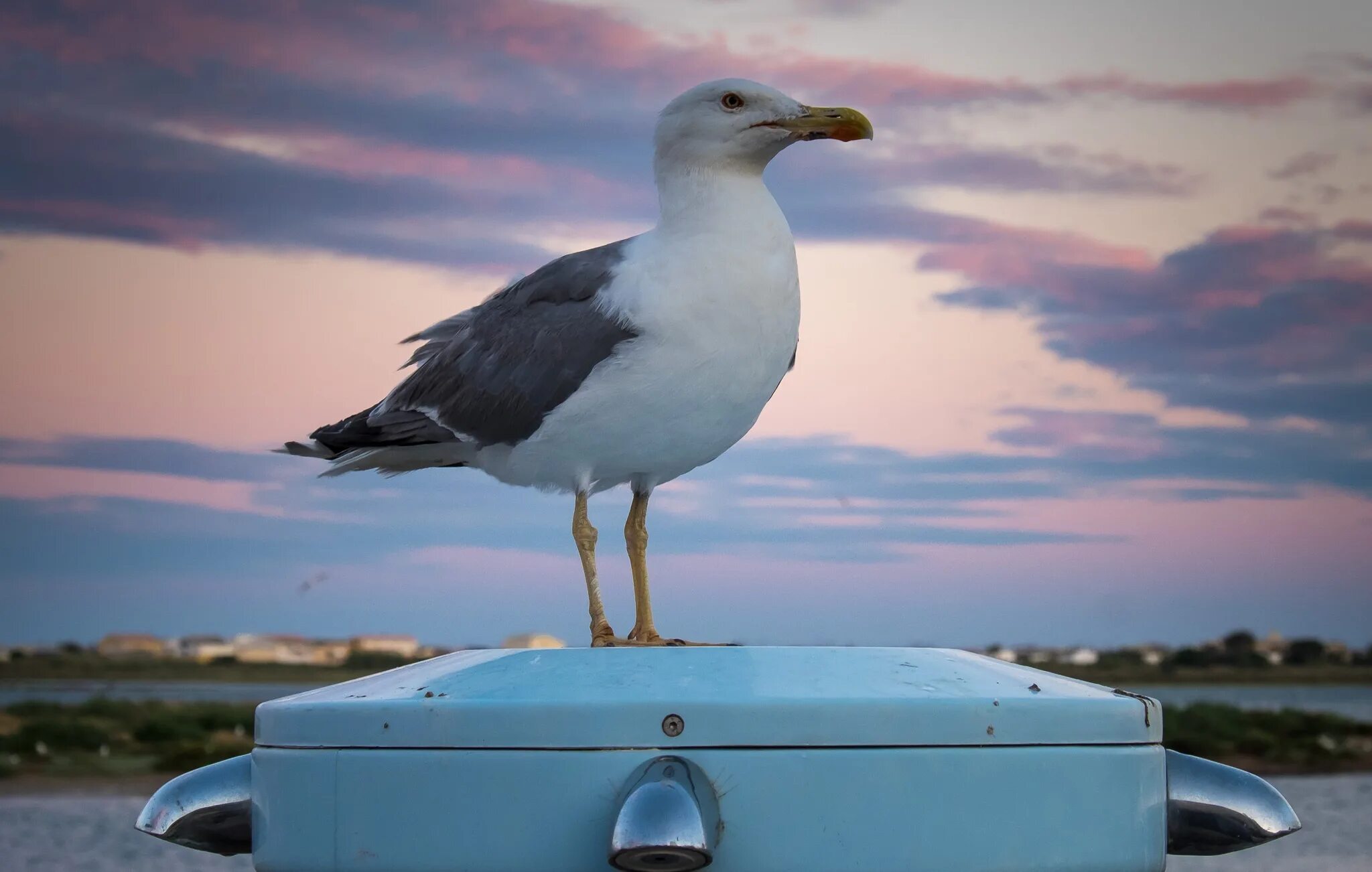 Чайка Сиберд. BYD Seagull (Чайка). Морские птицы. Чайка сидит.