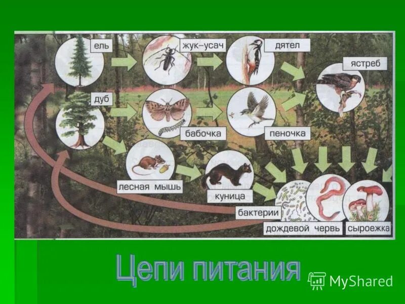 Цепи питания. Схема цепи питания. Пищевая связь в Лесном сообществе. Пищевые связи в природе.