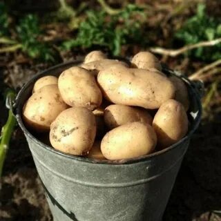 Мальково картофель