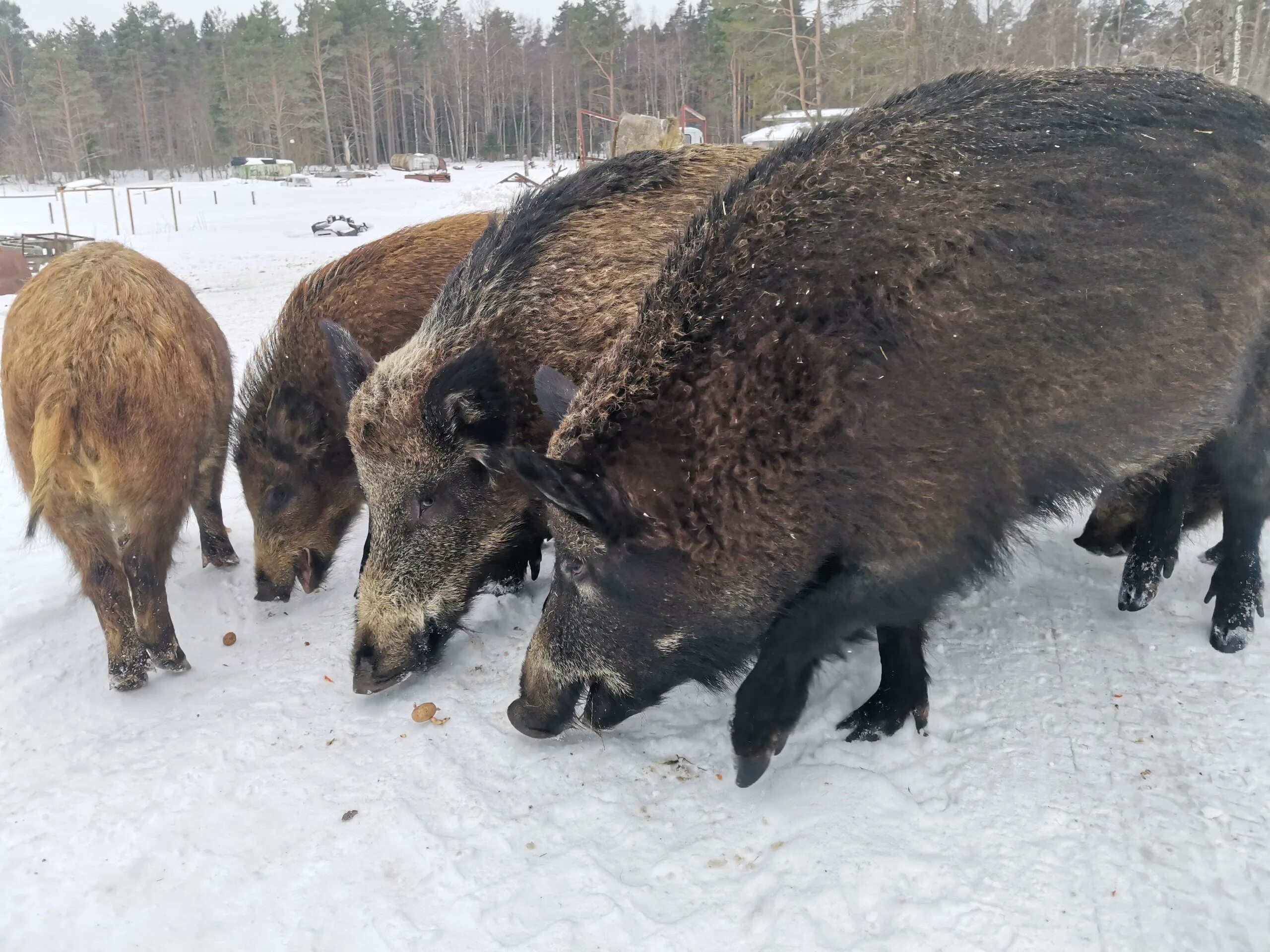 Дика карелия дика. Кабаны в Карелии. Дикий кабан в Карелии. Кабаны семья. Кабан зимой в Карелии.