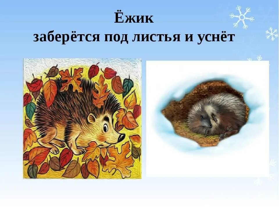 Как ежик готовится к зиме. Животные готовятся к зиме. как звери готовятся к зиме. осенью животные готовятся к зиме. звери готовятся к зиме.