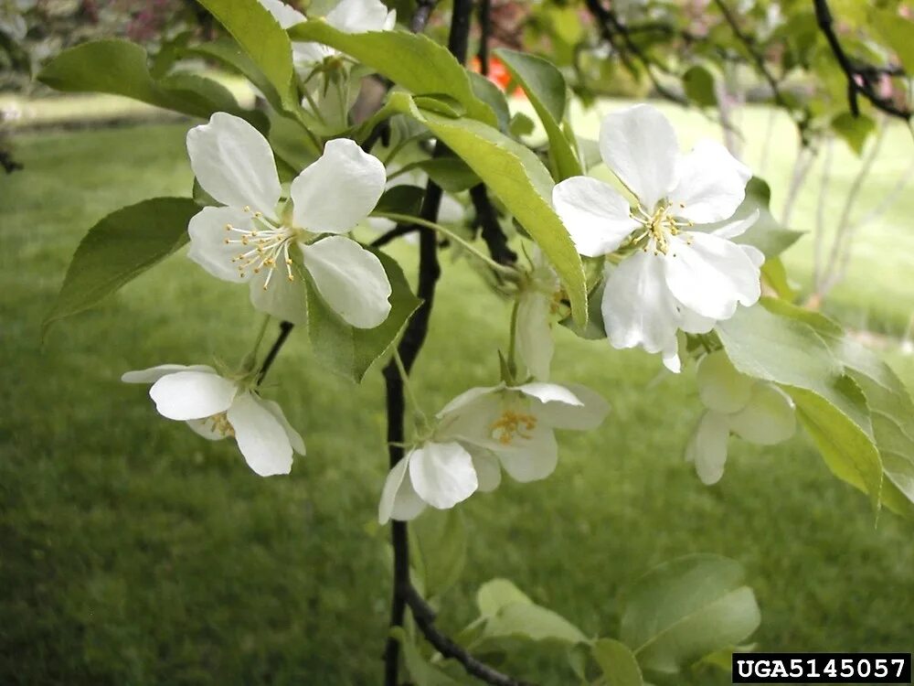 Malus floribunda. Малус флорибунда. Яблоня обильноцветущая Malus floribunda плодв. Яблоня флорибунда