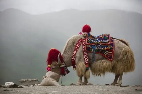 Яка под