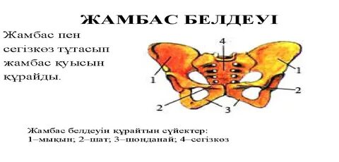 Порно мультфильм батыл жүрек