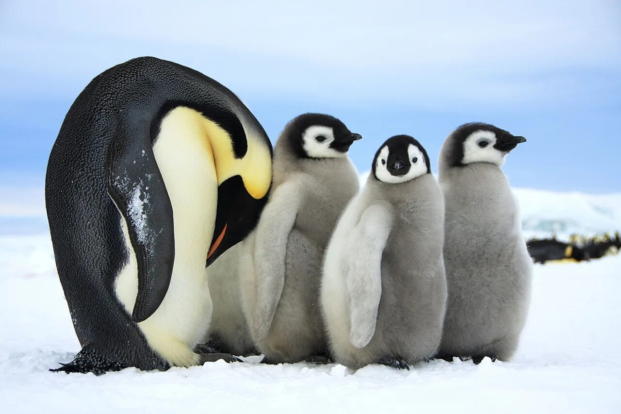 Emperor penguin. Императорский Пингвин в Антарктиде. Животные Антарктиды Императорский Пингвин. Пингвин Aptenodytes Demersa. Антарктический Императорский Пингвин.