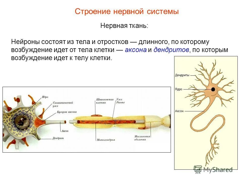 Ткань состоит из. Ткань состоит из. Длинный отросток нервной клетки. Строение нейрона тело аксон дендрит. Аксон длинный отросток нейрона.