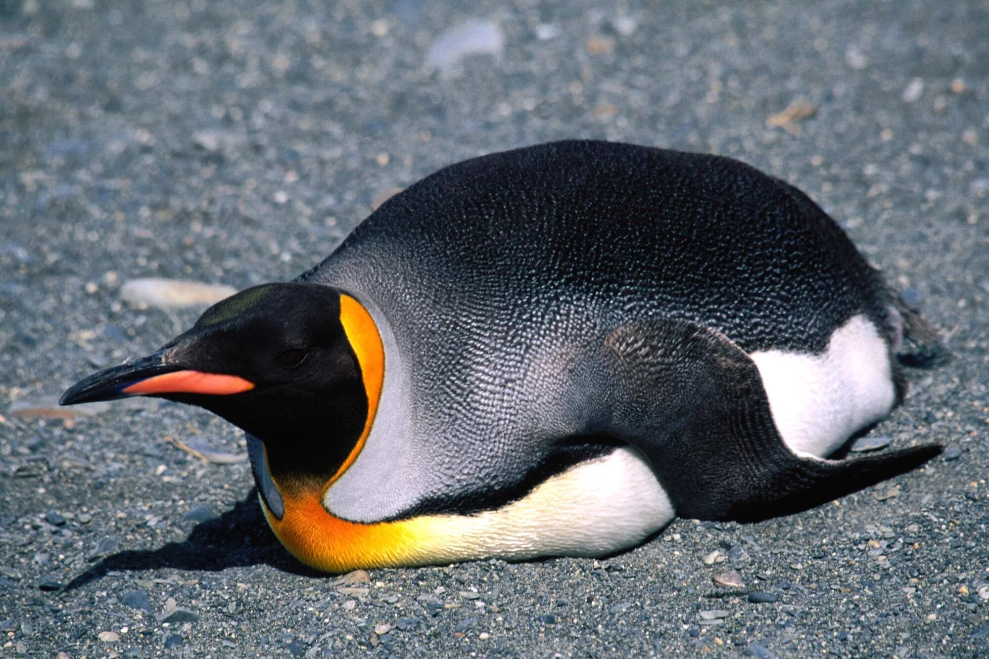 Penguin bird